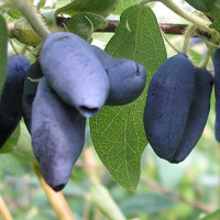 Жимолость Югана Садовита