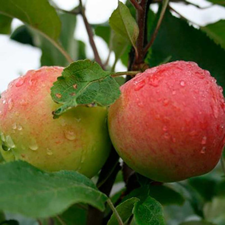 Яблоня Мантет (полукарлик) Садовита