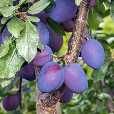 Слива Ренклод Тамбовский Садовита