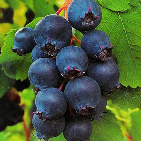 Ирга Красноярская Садовита