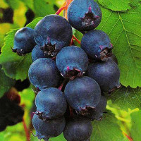 Ирга Красноярская Садовита