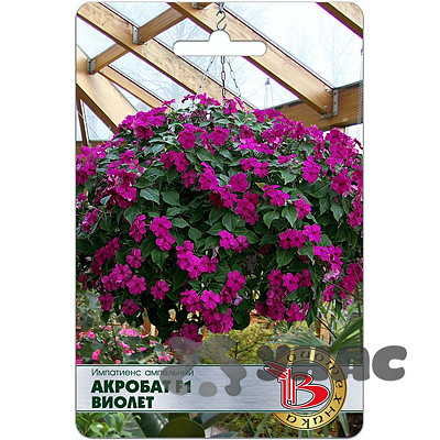 Импатиенс Акробат Виолет Биотехника Ц