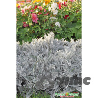 Цинерария Алмазная пудра смесь НК Ц