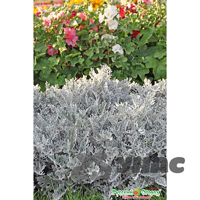 Цинерария Алмазная пудра смесь НК Ц