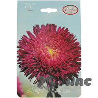 К Астра Изабелла Каприс