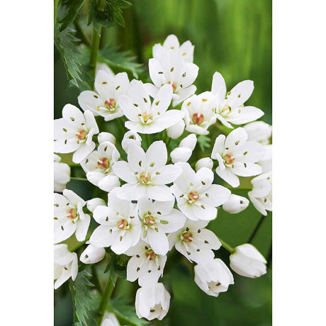 Лук Декор. Ковани 5/+ 10 шт Садовита