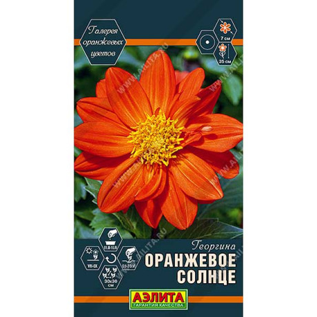 Георгин Оранжевое Солнце Аэлита Ц