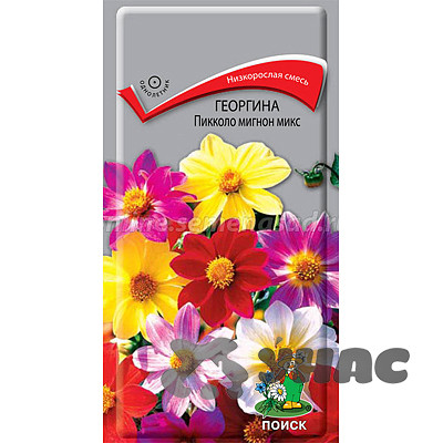 Георгин Пикколо мигнон микс Поиск Ц
