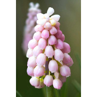 Мускари Пинк Санрайз 5/+ 3 шт Садовита