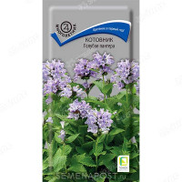 Котовник Голубая пантера Поиск Ц