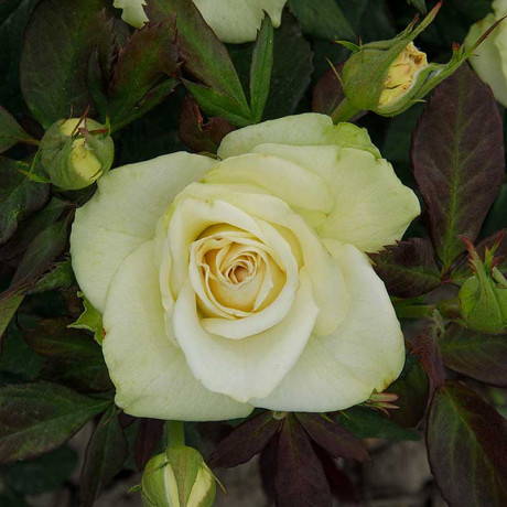 Роза чайно-гибридная Васаби Садовита