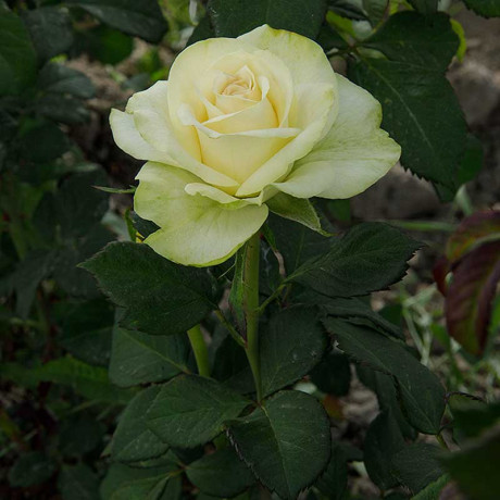 Роза чайно-гибридная Васаби Садовита