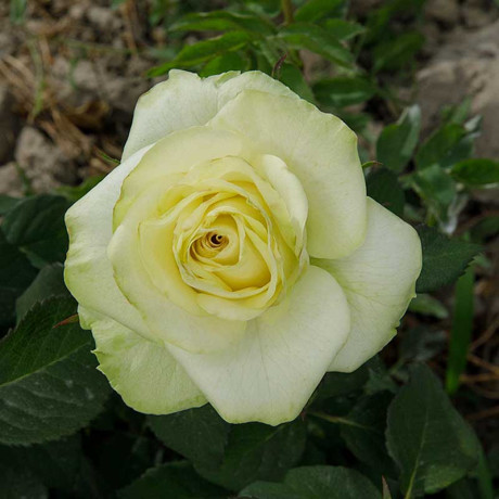 Роза чайно-гибридная Васаби Садовита