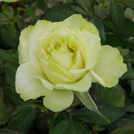 Роза чайно-гибридная Васаби Садовита