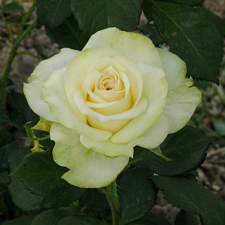 Роза чайно-гибридная Васаби Садовита