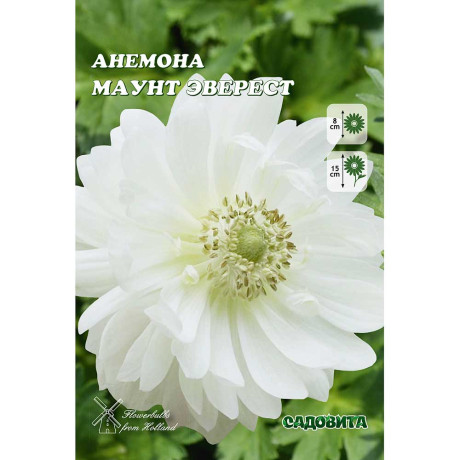 Анемона Маунт Эверест 5/6 10 шт Садовита