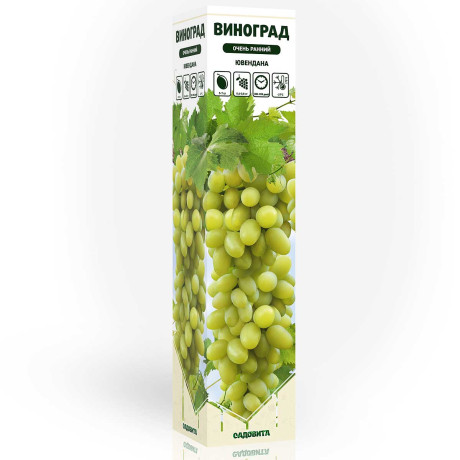 Виноград Ювендана очень ранний Садовита
