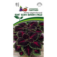 Колеус Биг Бэн Вайн Ред Партнер Ц