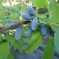 Жимолость Волхова Садовита