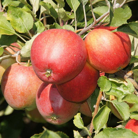 Яблоня Пепин шафранный (семенной подвой) Садовита