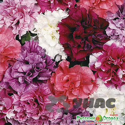 Петуния Дабл Каскад смесь НК Ц