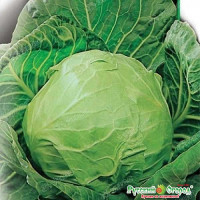 Капуста Дитмаршер Фрюер  НК Ц