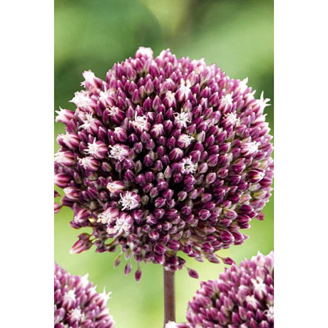 Лук Декор. Саммер Драммер 12/+ 2 шт Садовита