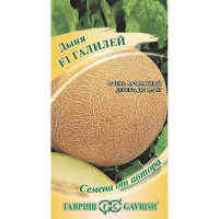 Дыня Галилей Гавриш Ц