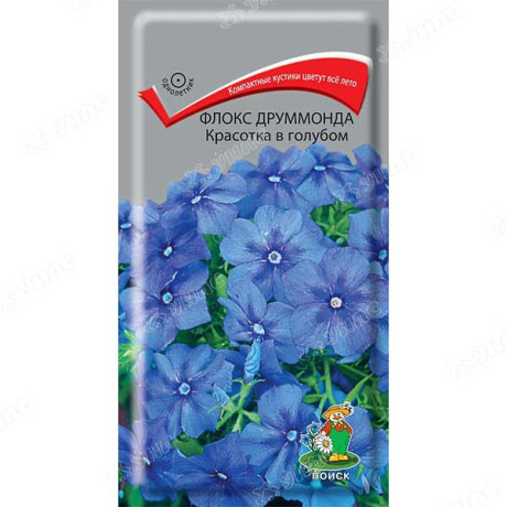 Флокс Красотка в голубом Поиск Ц