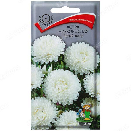 Астра Белый ковер Поиск Ц