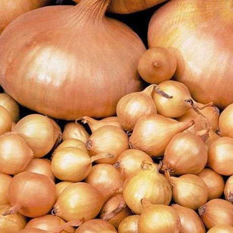 Лук-севок ШТУТТГАРТЕР 10-21 25 кг +/-5% (цена за мешок)