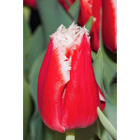 Тюльпан Нью Санта 11/12 3 шт Садовита