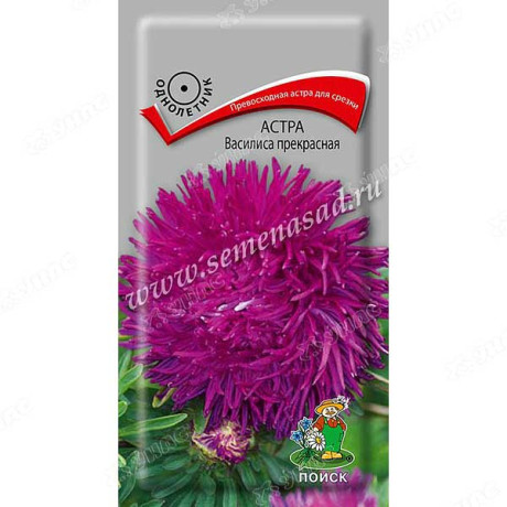 Астра Василиса прекрасная Поиск Ц