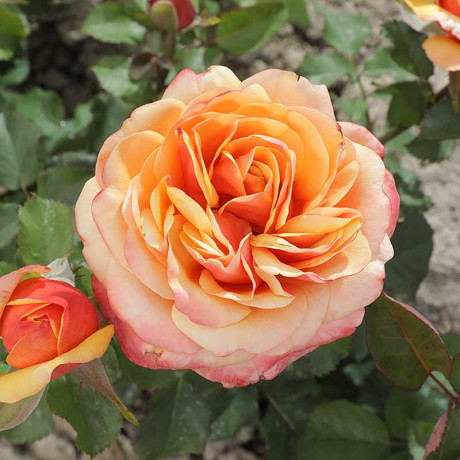 Роза чайно-гибридная Вип нью оо Садовита