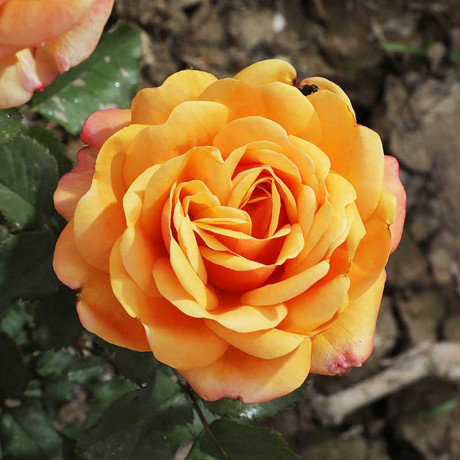 Роза чайно-гибридная Вип нью оо Садовита