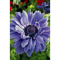 Анемона Лорд Лейтенант 5/6 10 шт Садовита