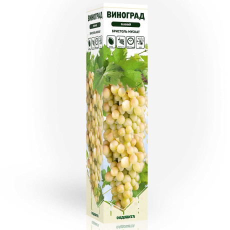 Виноград Бристоль Мускат ранний Садовита