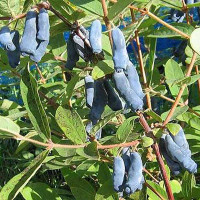 Жимолость Нимфа Садовита