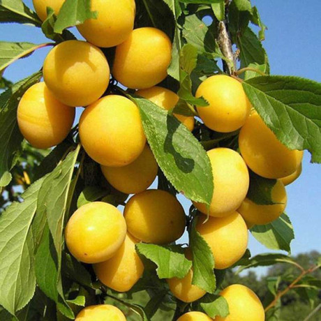 Алыча Подарок Санкт-Петербургу Садовита