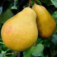 Груша Верная Садовита