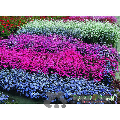 Вискария Холидей смесь НК Ц