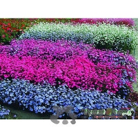 Вискария Холидей смесь НК Ц