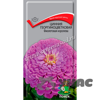 Циния Фиолетовая королева Поиск Ц