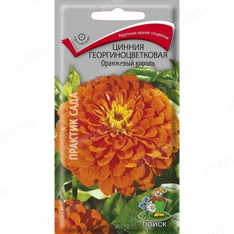 Циния Оранжевый король георгиновидная Поиск Ц