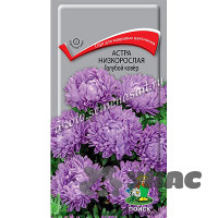 Астра Голубой ковер Поиск Ц