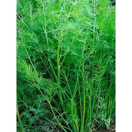 Укроп Мораван 1кг Поиск