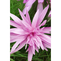 Колхикум Уотерлили 14/16 1 шт Садовита