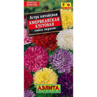 Астра Американская кустовая  Аэлита Ц