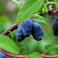 Жимолость Фиалка Садовита