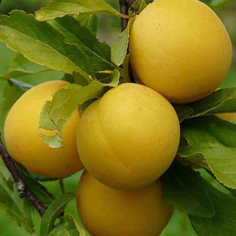 Алыча Царская Садовита